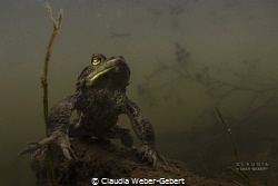 the prayer.........

male toad - freshwater by Claudia Weber-Gebert 